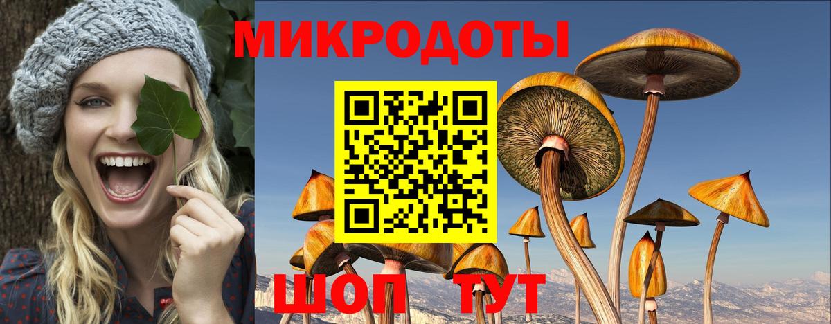 Галлюциногенные грибы Psilocybe Урус-Мартан
